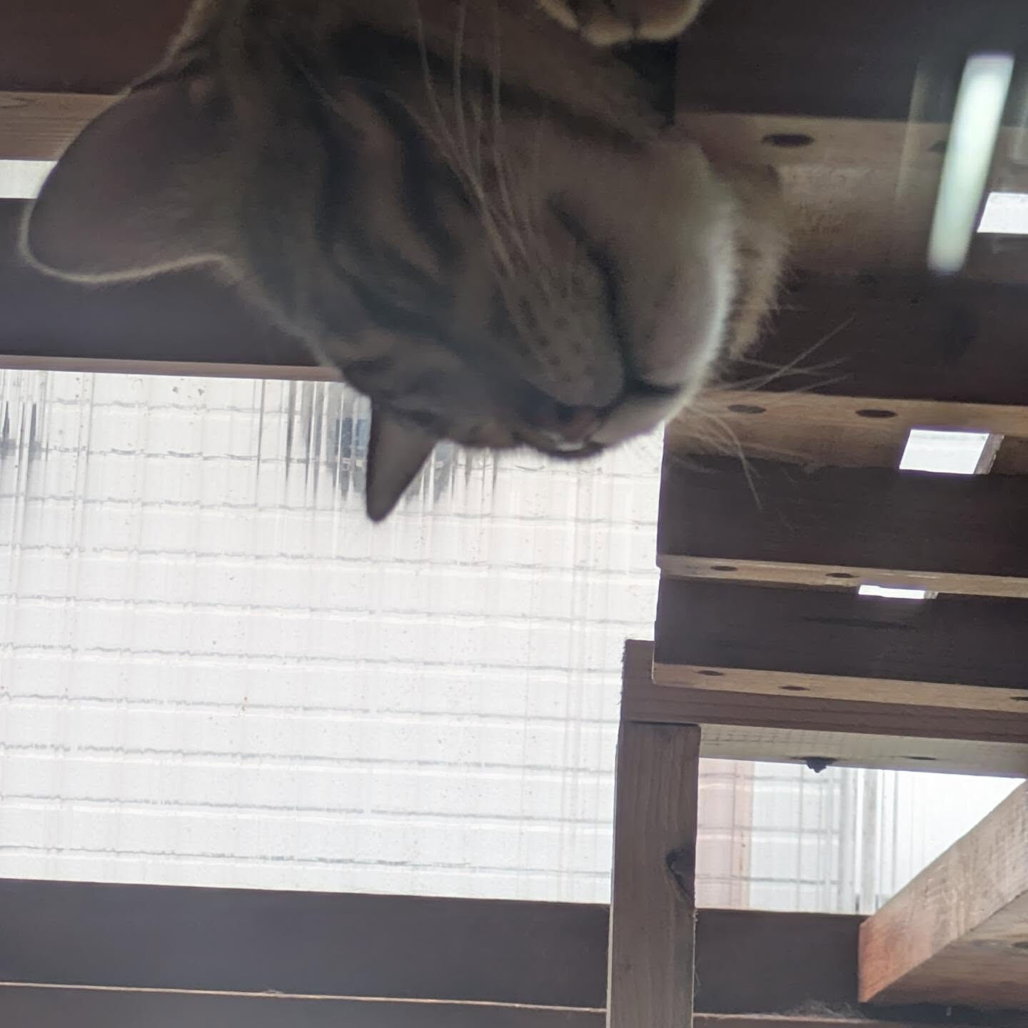 おはようございます☁今日は午後から雨の模様☔