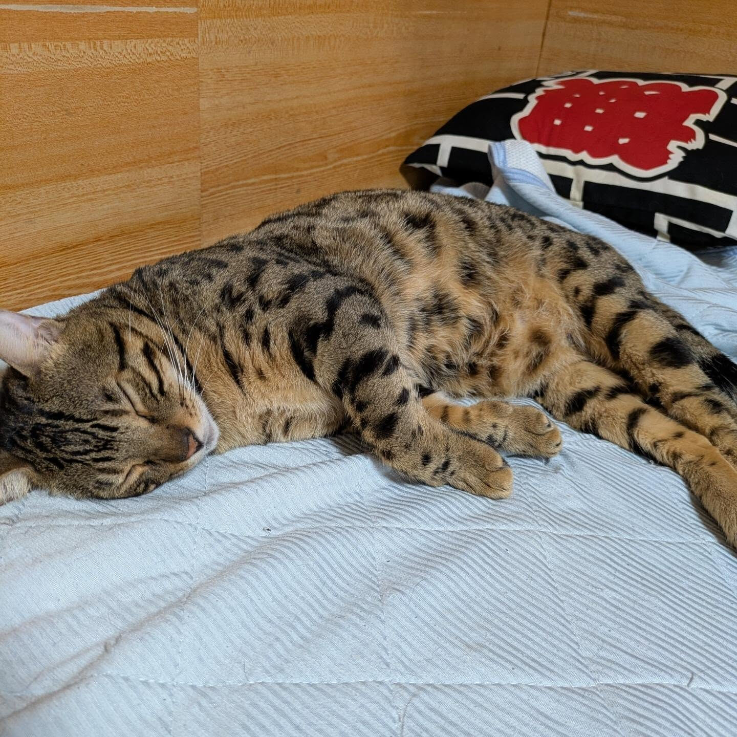 おはようございます☀